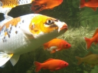 [Bild Unterwasser 9]